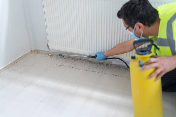 Best Wasp Removal Services  in Rolla, ND
